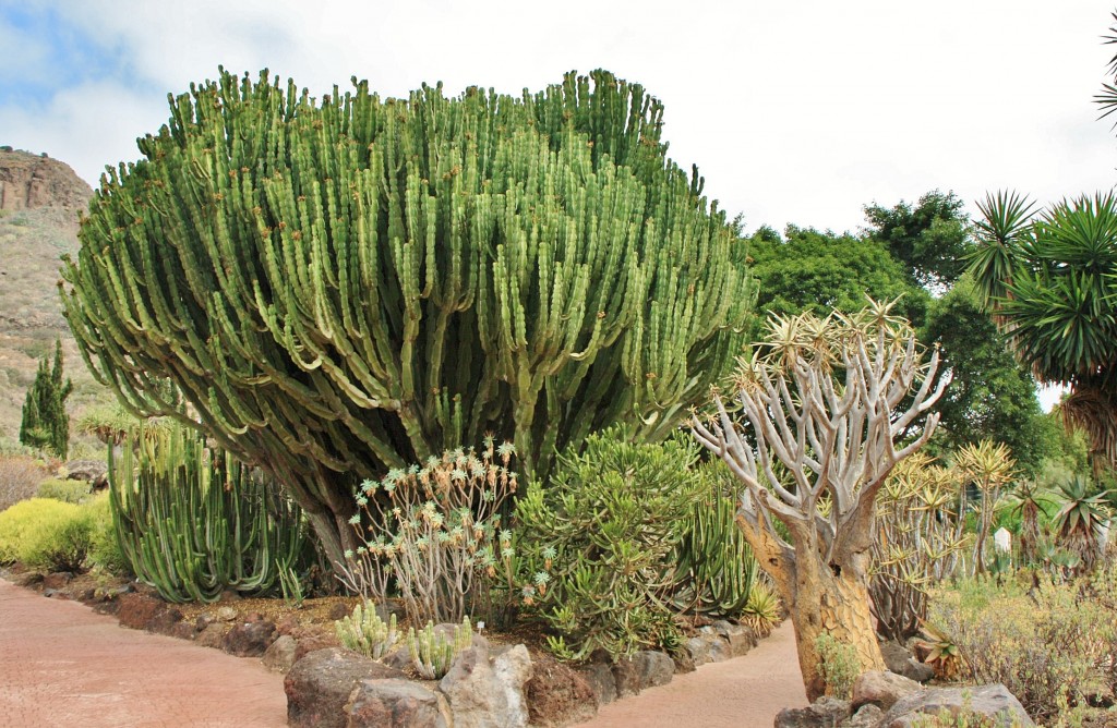 Foto: Jardín botánico Viera y Clavijo - Tafira Alta (Gran Canaria) (Las Palmas), España