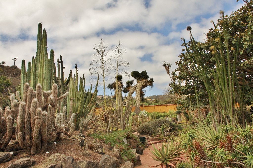 Foto: Jardín botánico Viera y Clavijo - Tafira Alta (Gran Canaria) (Las Palmas), España