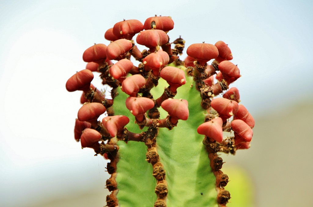 Foto: Jardín botánico Viera y Clavijo - Tafira Alta (Gran Canaria) (Las Palmas), España