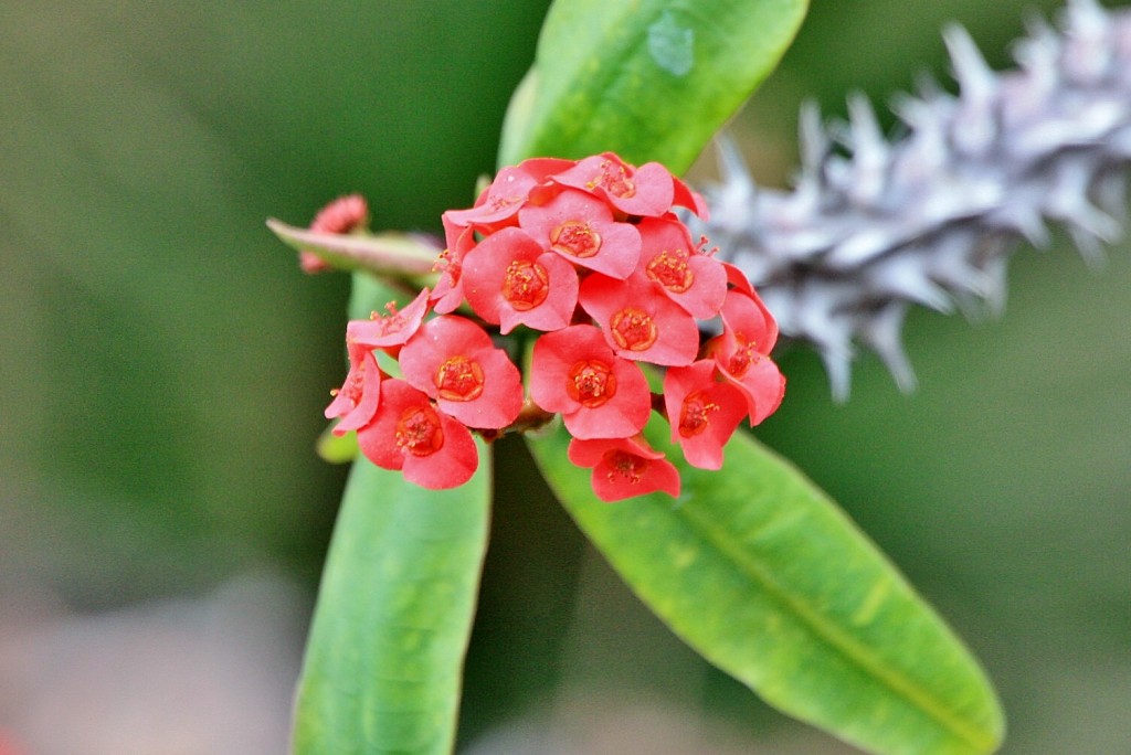 Foto: Jardín botánico Viera y Clavijo - Tafira Alta (Gran Canaria) (Las Palmas), España