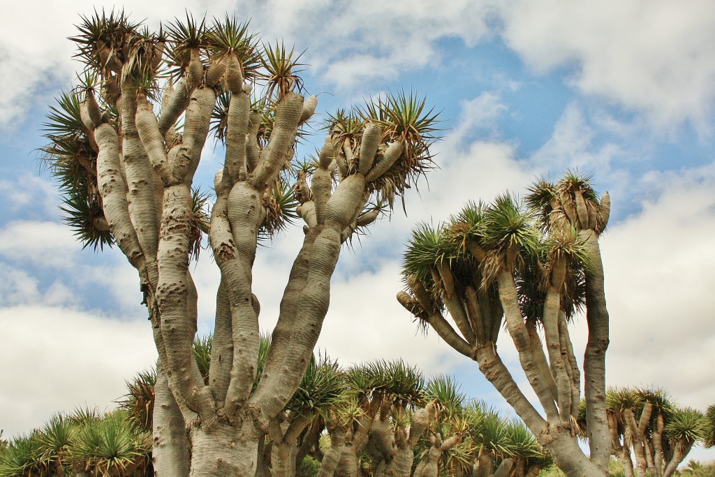 Foto: Jardín botánico Viera y Clavijo - Tafira Alta (Gran Canaria) (Las Palmas), España