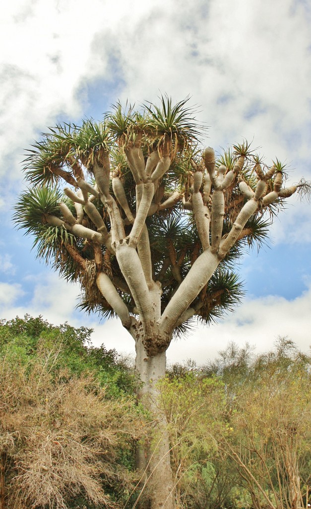 Foto: Jardín botánico Viera y Clavijo - Tafira Alta (Gran Canaria) (Las Palmas), España