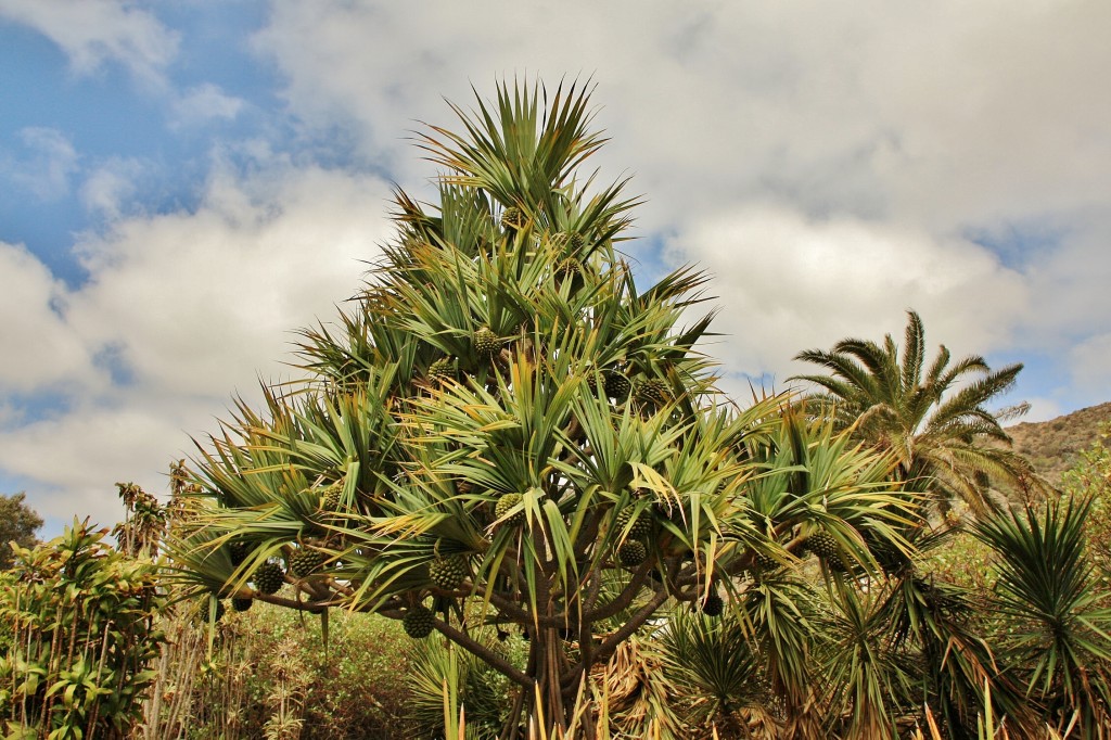 Foto: Jardín botánico Viera y Clavijo - Tafira Alta (Gran Canaria) (Las Palmas), España