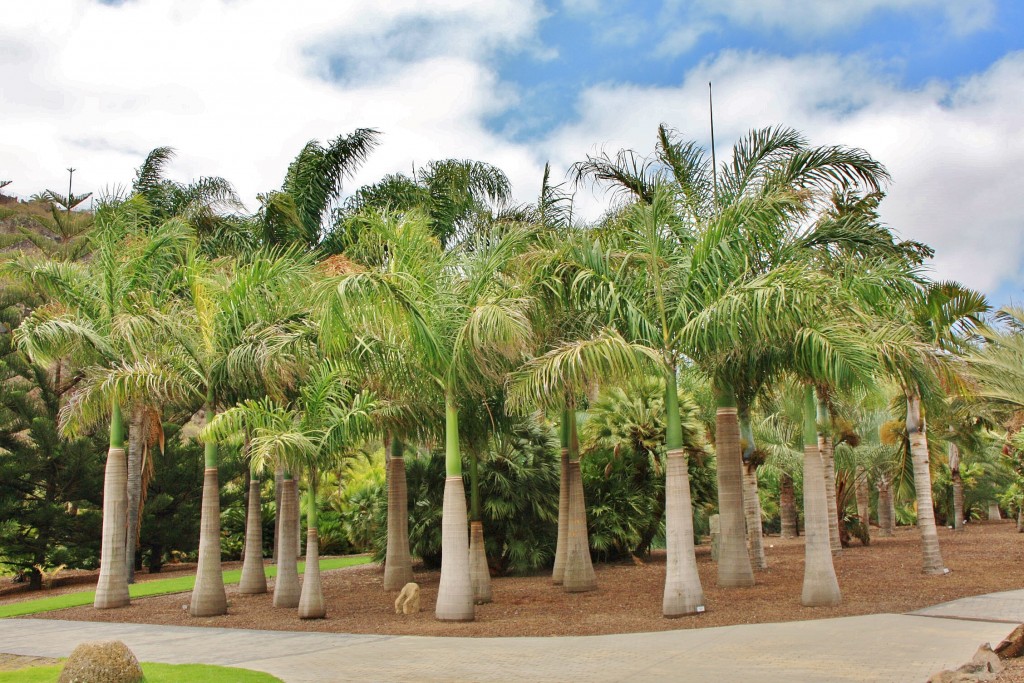 Foto: Jardín botánico Viera y Clavijo - Tafira Alta (Gran Canaria) (Las Palmas), España