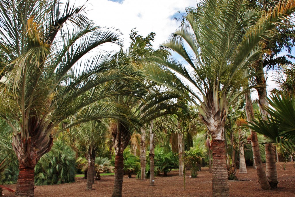 Foto: Jardín botánico Viera y Clavijo - Tafira Alta (Gran Canaria) (Las Palmas), España