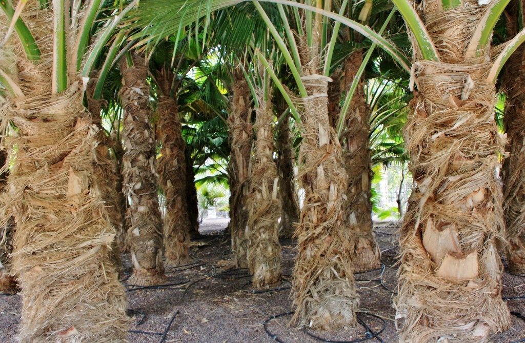 Foto: Jardín botánico Viera y Clavijo - Tafira Alta (Gran Canaria) (Las Palmas), España