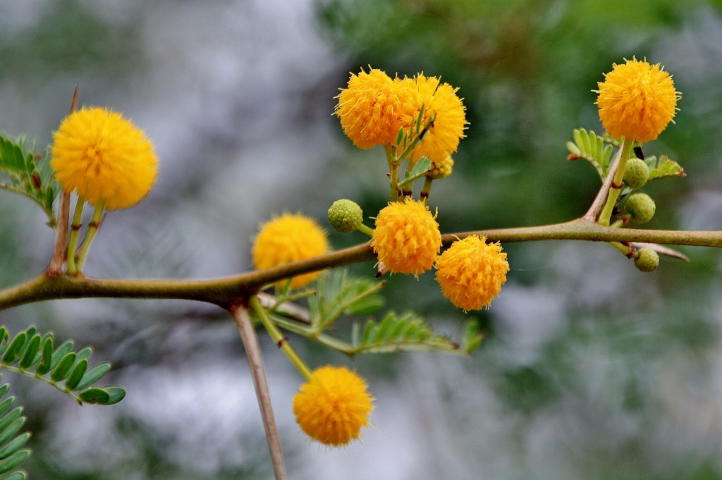 Foto: Jardín botánico Viera y Clavijo - Tafira Alta (Gran Canaria) (Las Palmas), España