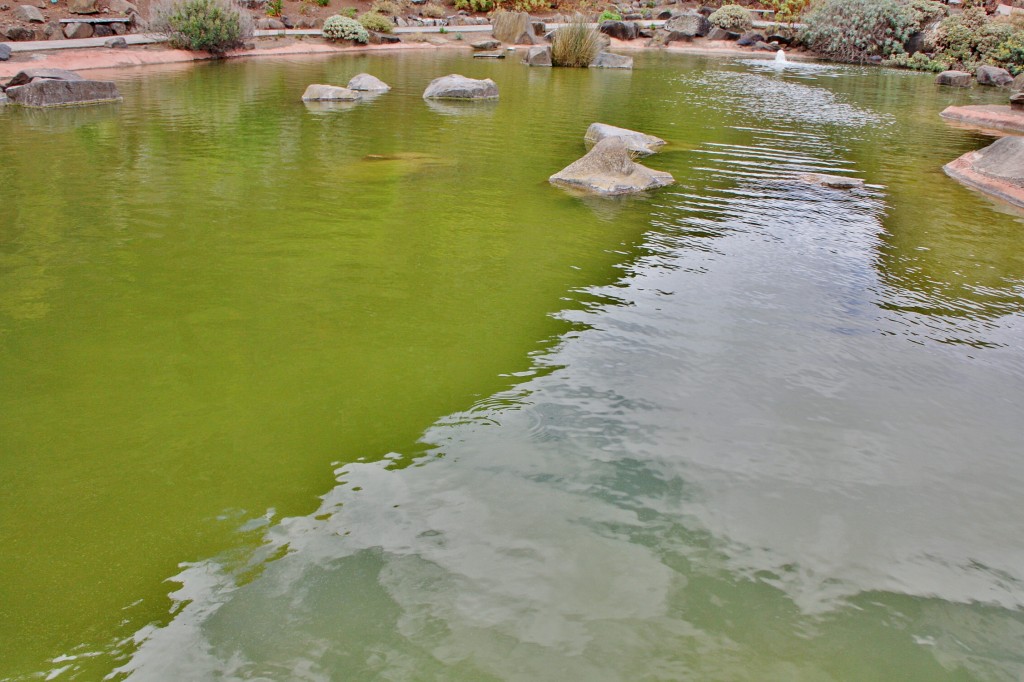 Foto: Jardín botánico Viera y Clavijo - Tafira Alta (Gran Canaria) (Las Palmas), España