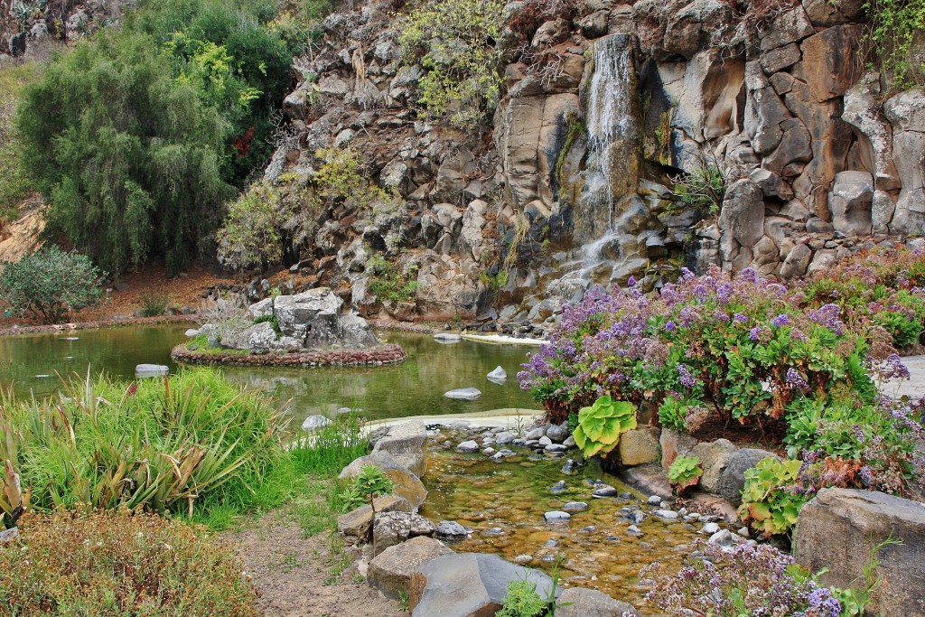 Foto: Jardín botánico Viera y Clavijo - Tafira Alta (Gran Canaria) (Las Palmas), España