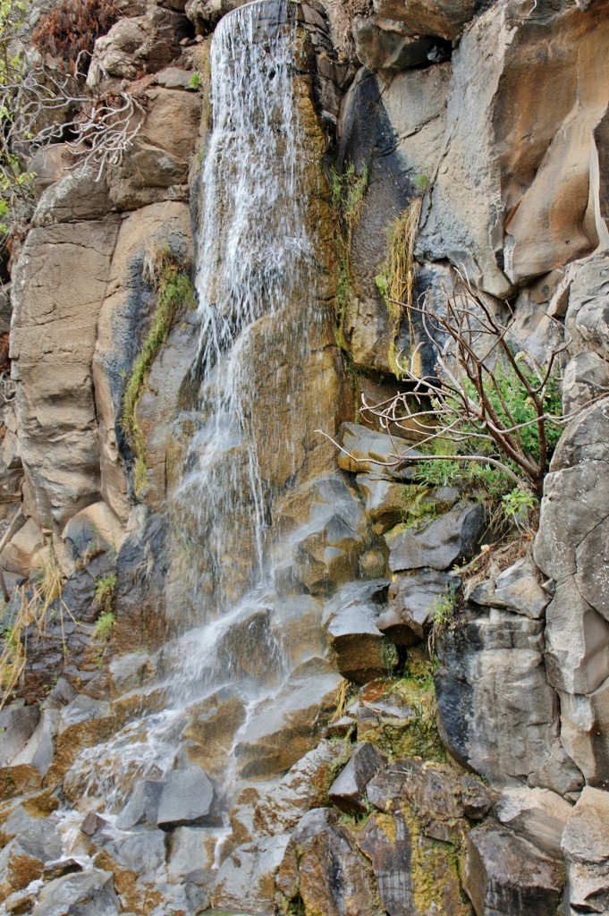 Foto: Jardín botánico Viera y Clavijo - Tafira Alta (Gran Canaria) (Las Palmas), España