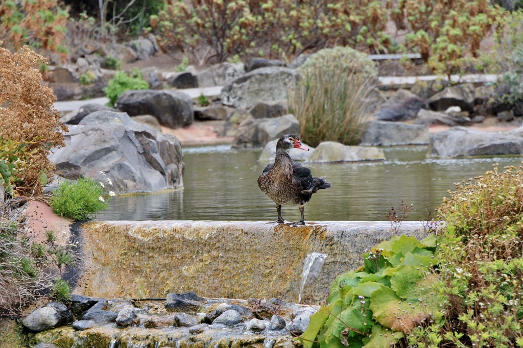 Foto: Jardín botánico Viera y Clavijo - Tafira Alta (Gran Canaria) (Las Palmas), España