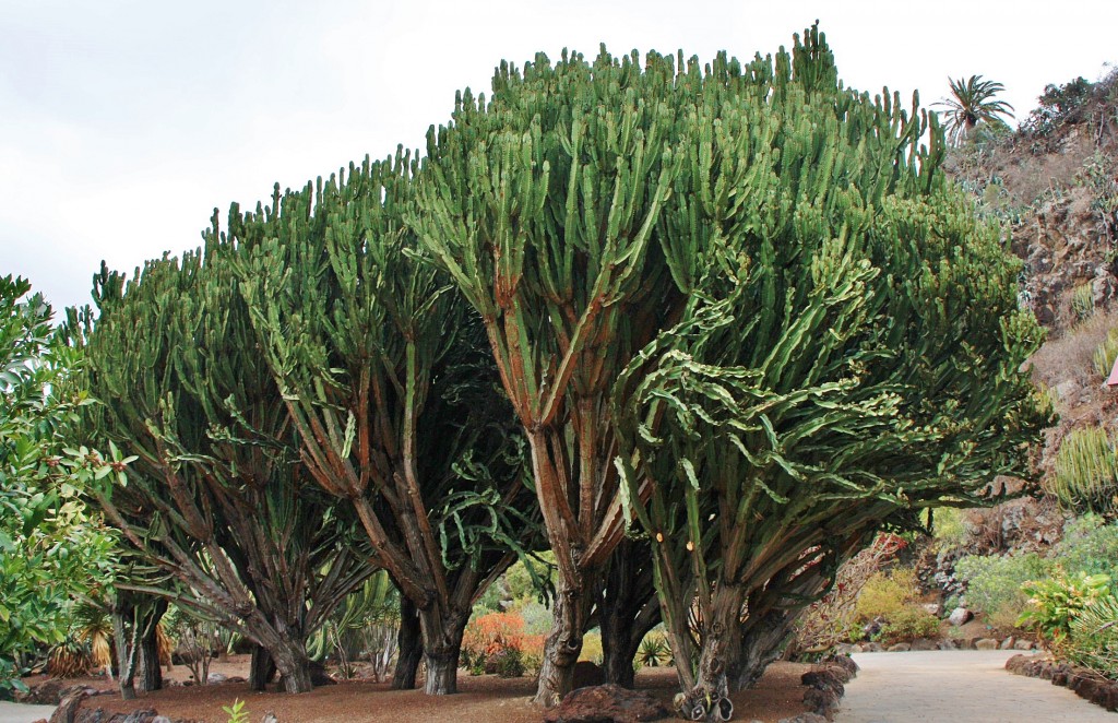 Foto: Jardín botánico Viera y Clavijo - Tafira Alta (Gran Canaria) (Las Palmas), España