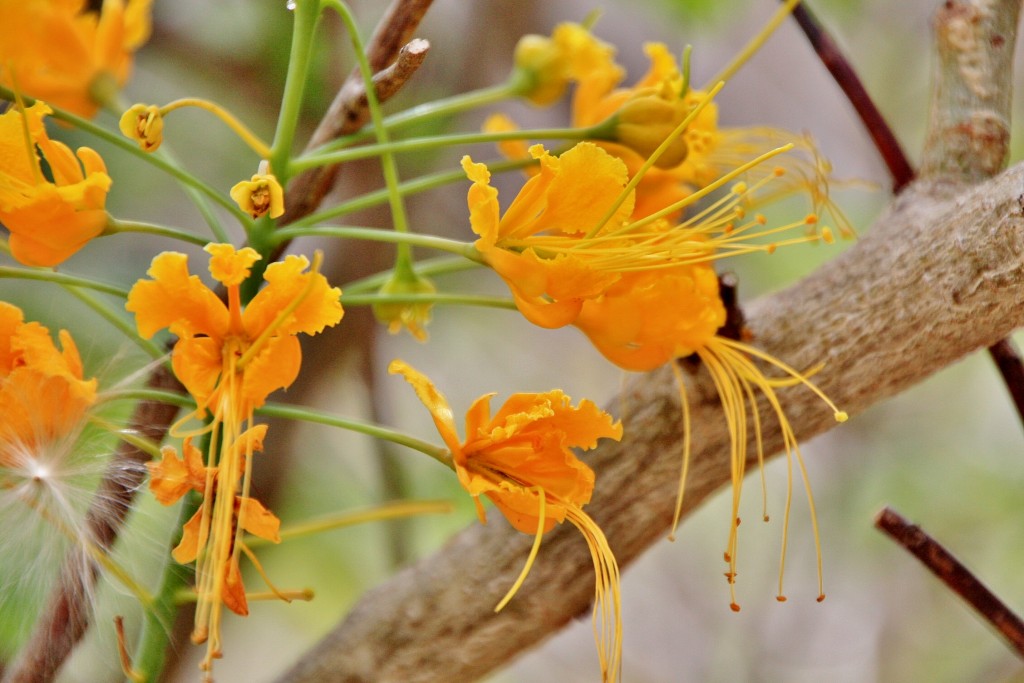 Foto: Jardín botánico Viera y Clavijo - Tafira Alta (Gran Canaria) (Las Palmas), España