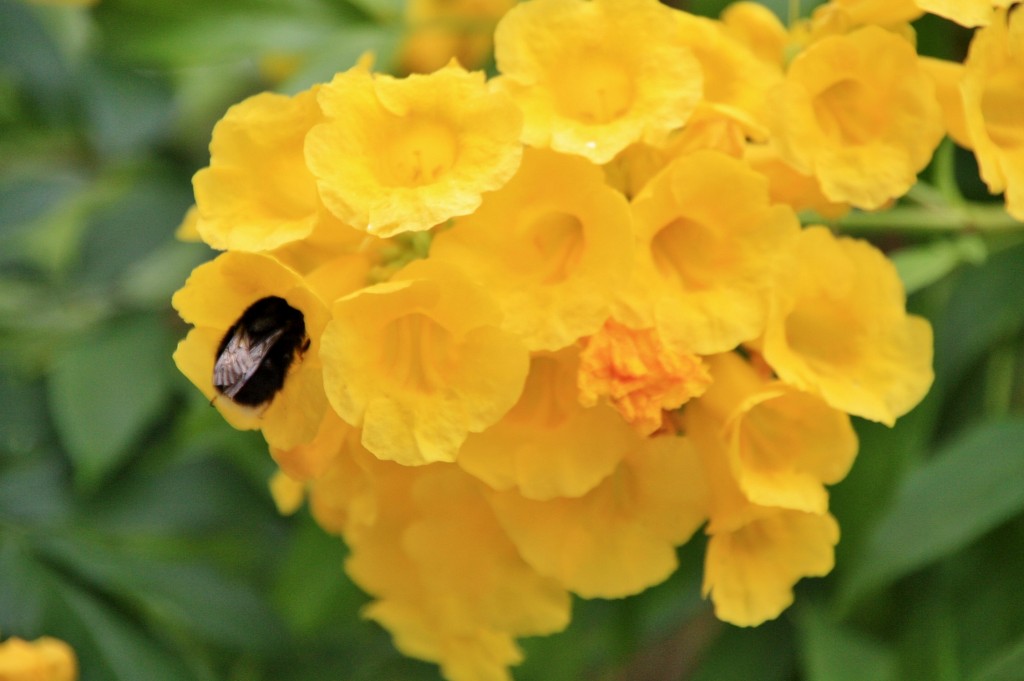 Foto: Jardín botánico Viera y Clavijo - Tafira Alta (Gran Canaria) (Las Palmas), España