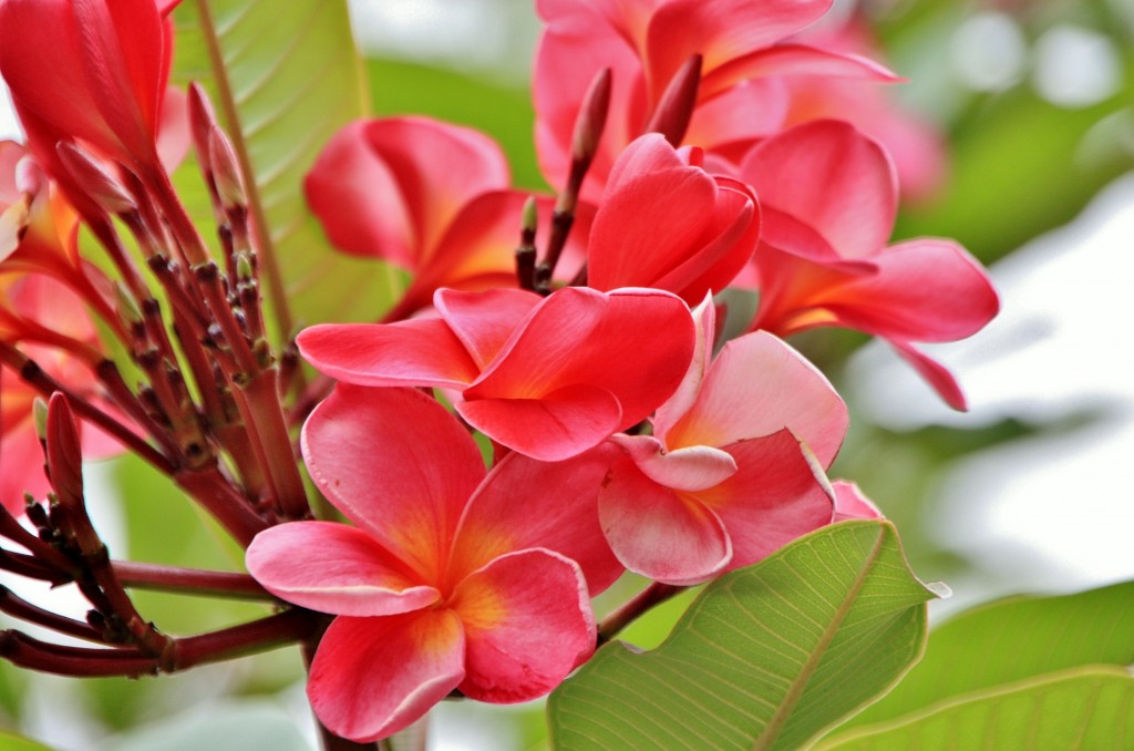 Foto: Jardín botánico Viera y Clavijo - Tafira Alta (Gran Canaria) (Las Palmas), España