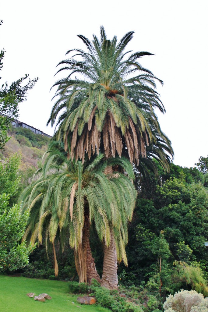 Foto: Jardín botánico Viera y Clavijo - Tafira Alta (Gran Canaria) (Las Palmas), España