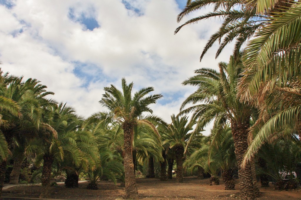 Foto: Jardín botánico Viera y Clavijo - Tafira Alta (Gran Canaria) (Las Palmas), España