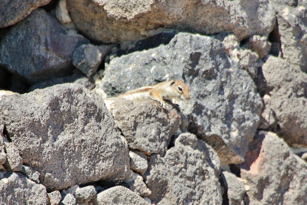 Foto: Habitante del puerto - Morro Jable (Fuerteventura) (Las Palmas), España