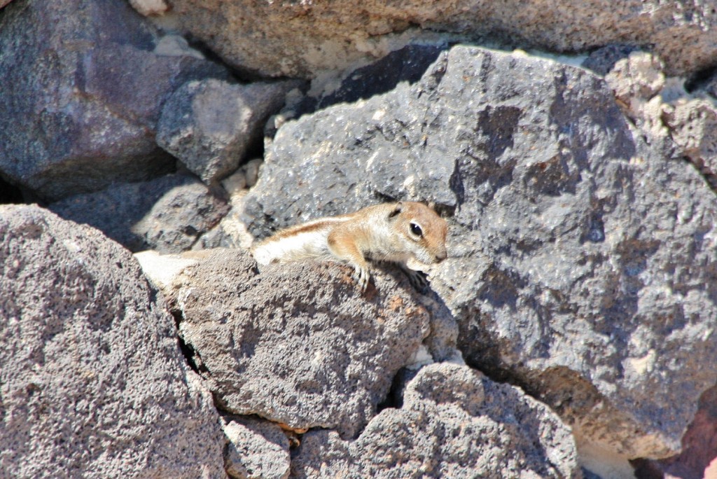 Foto: Habitante del puerto - Morro Jable (Fuerteventura) (Las Palmas), España