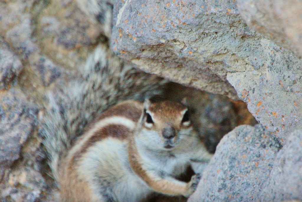 Foto: Habitante del puerto - Morro Jable (Fuerteventura) (Las Palmas), España