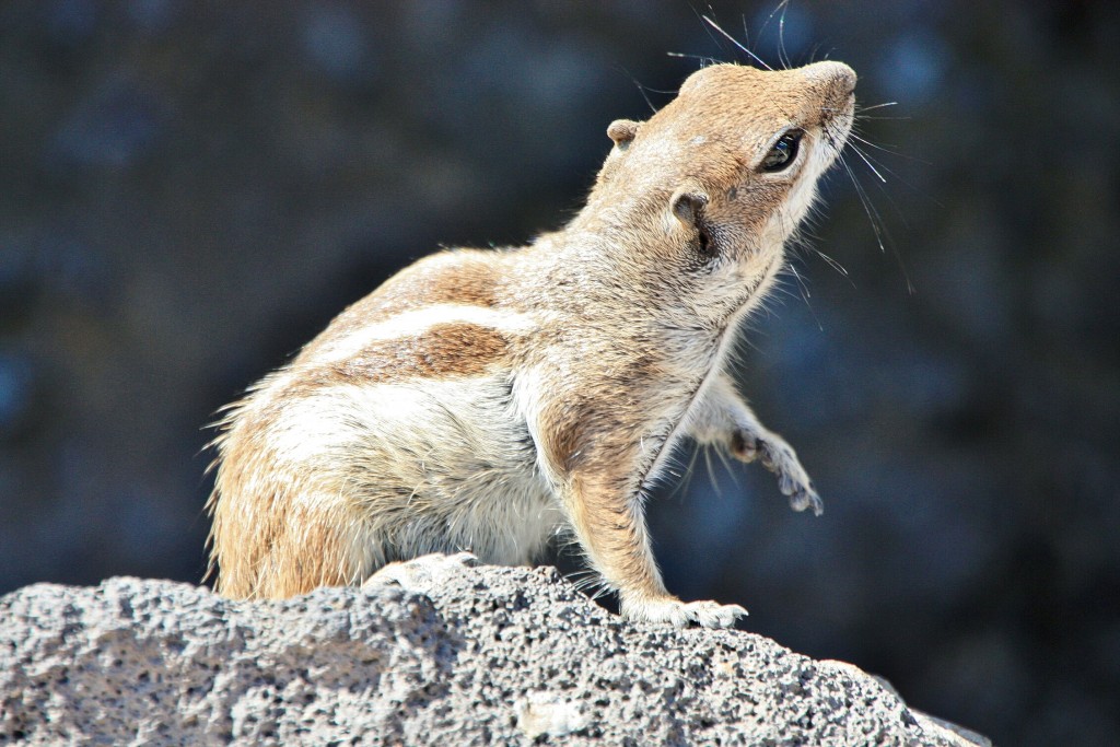 Foto: Habitante del puerto - Morro Jable (Fuerteventura) (Las Palmas), España