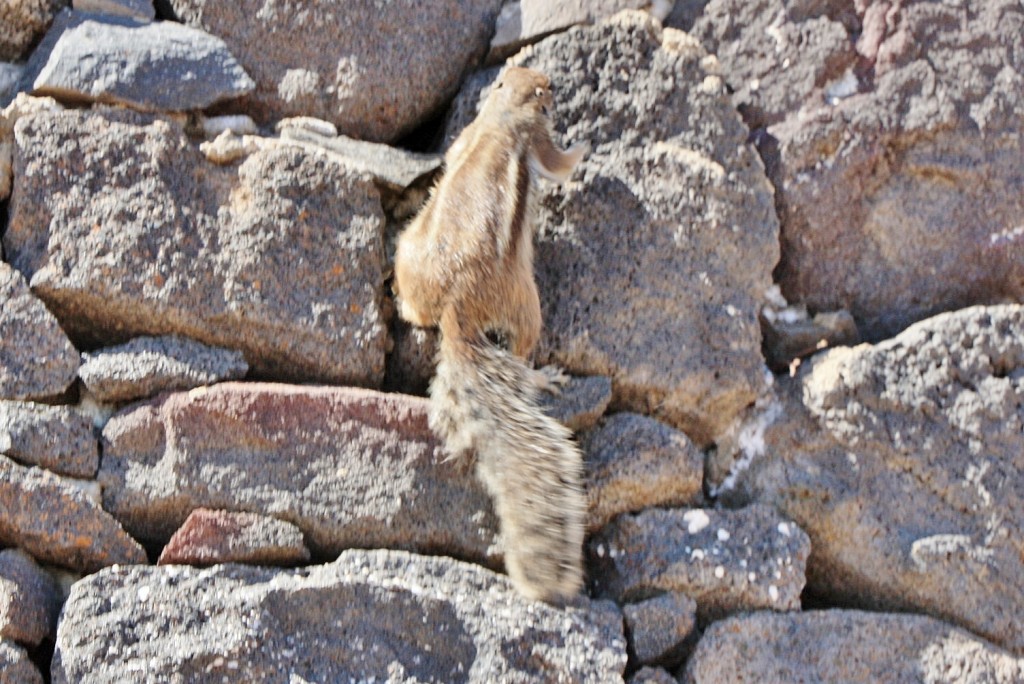 Foto: Habitante del puerto - Morro Jable (Fuerteventura) (Las Palmas), España