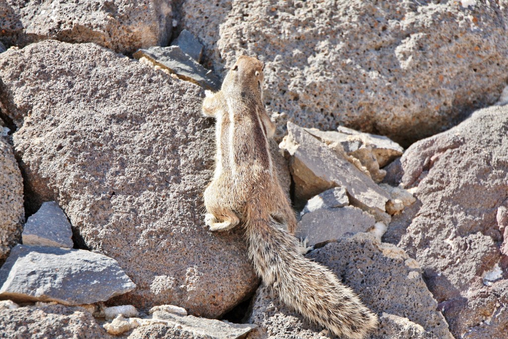 Foto: Habitante del puerto - Morro Jable (Fuerteventura) (Las Palmas), España