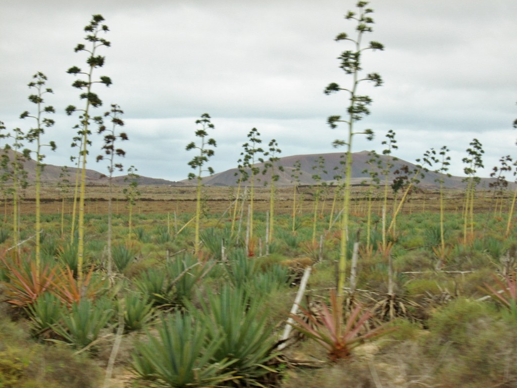 Foto: Paisaje - Corralejos (Fuerteventura) (Las Palmas), España