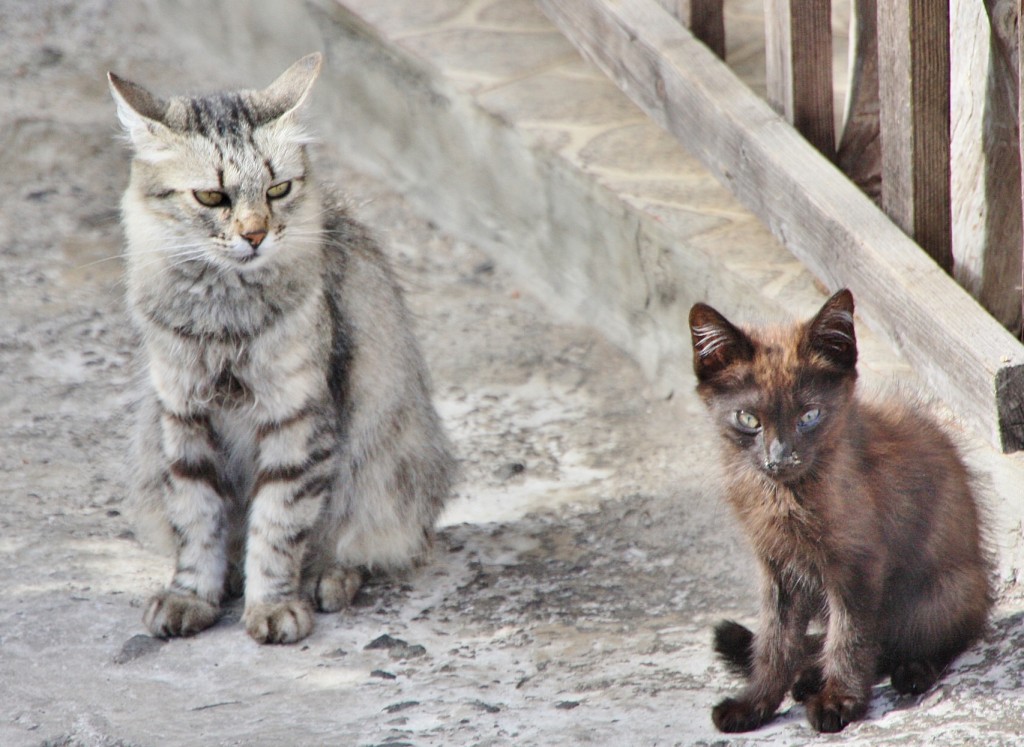 Foto: Gatitos - Masca (Santa Cruz de Tenerife), España