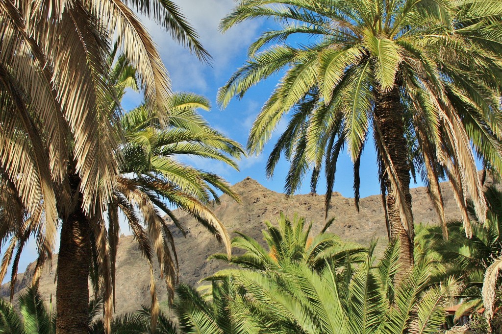 Foto: Paisaje - Masca (Santa Cruz de Tenerife), España