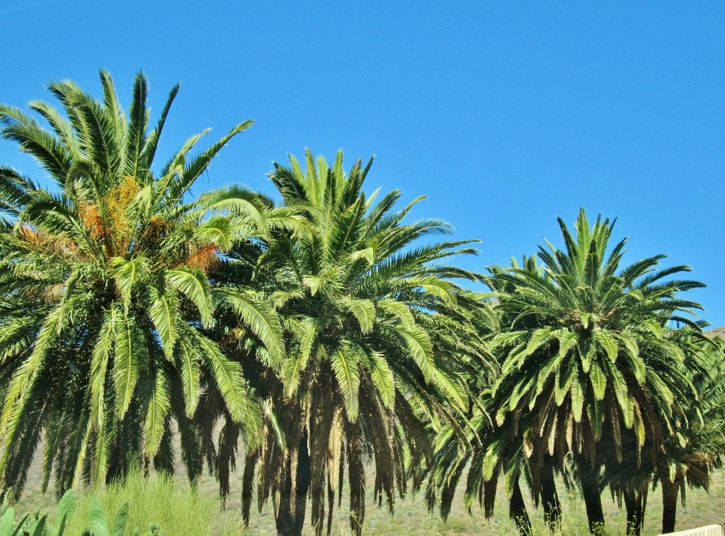 Foto: Paisaje - Masca (Santa Cruz de Tenerife), España