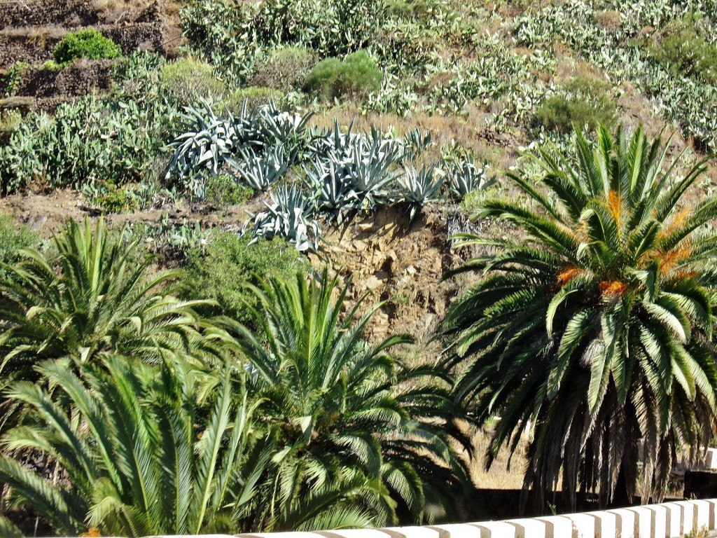 Foto: Paisaje - Masca (Santa Cruz de Tenerife), España