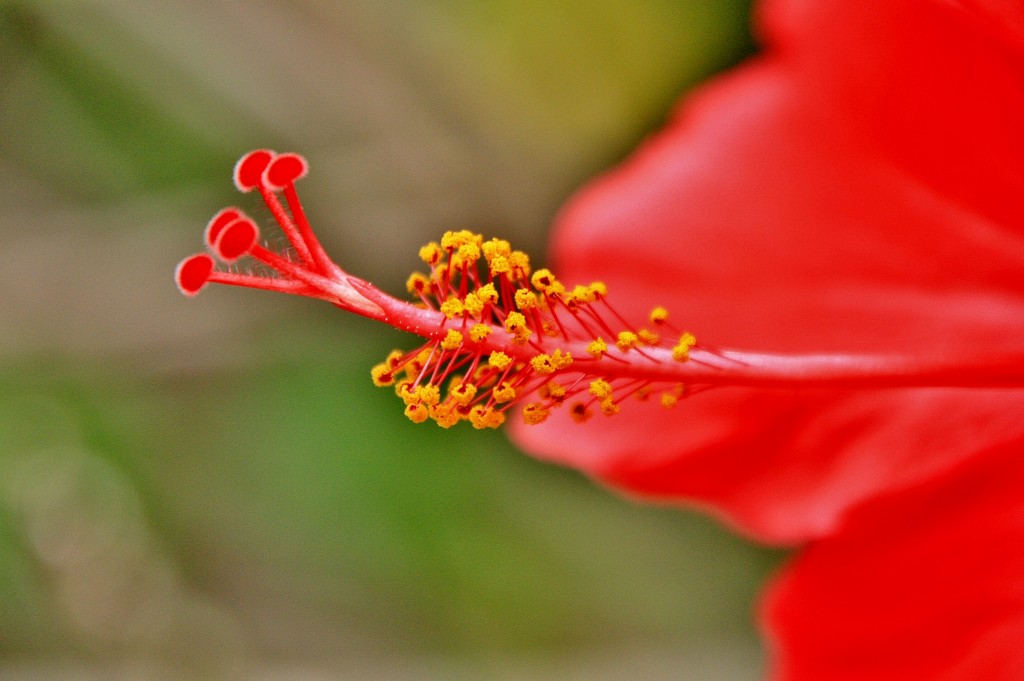 Foto: Naturaleza - La Orotava (Santa Cruz de Tenerife), España