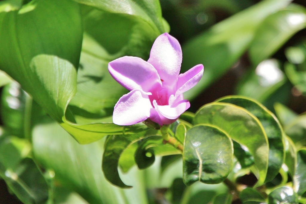 Foto: Jardin botanico - Puerto de la Cruz (Santa Cruz de Tenerife), España