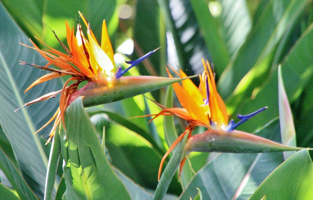 Foto: Jardin botanico - Puerto de la Cruz (Santa Cruz de Tenerife), España