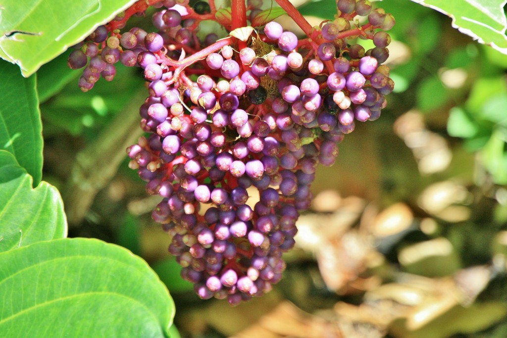 Foto: Jardin botanico - Puerto de la Cruz (Santa Cruz de Tenerife), España