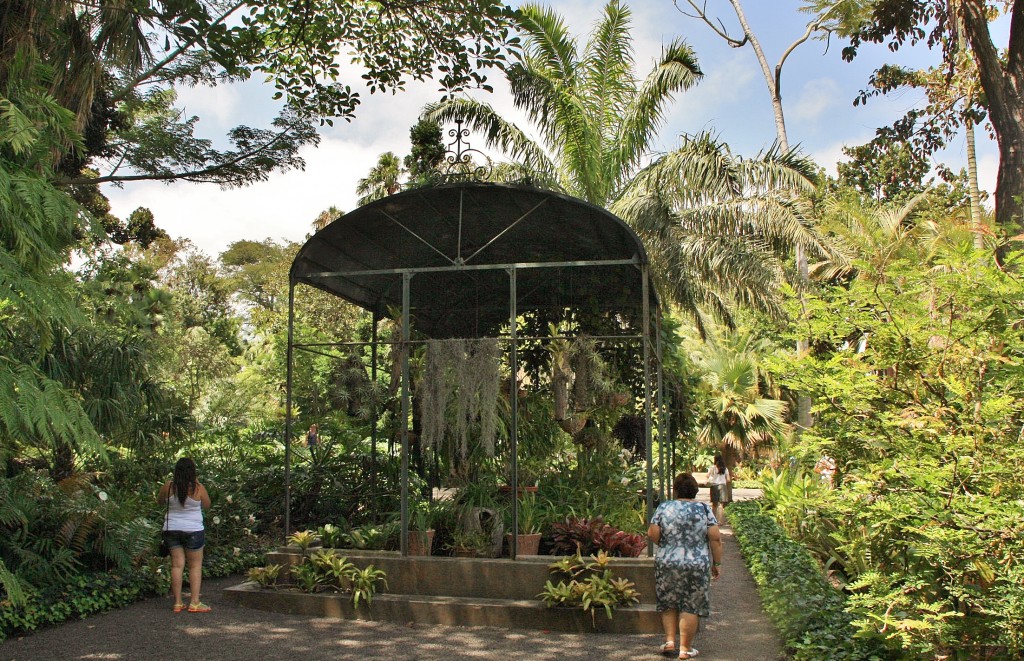 Foto: Jardin botanico - Puerto de la Cruz (Santa Cruz de Tenerife), España