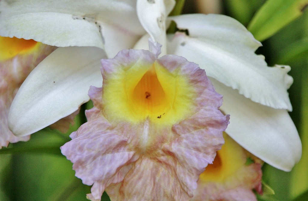 Foto: Jardin botanico - Puerto de la Cruz (Santa Cruz de Tenerife), España