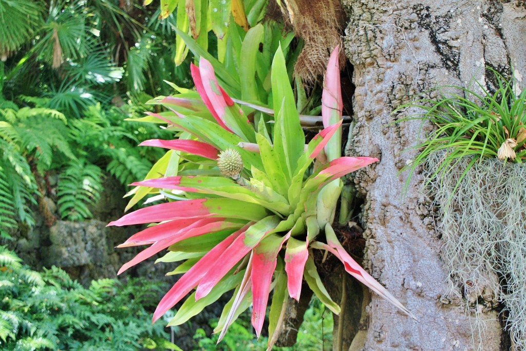 Foto: Jardin botanico - Puerto de la Cruz (Santa Cruz de Tenerife), España