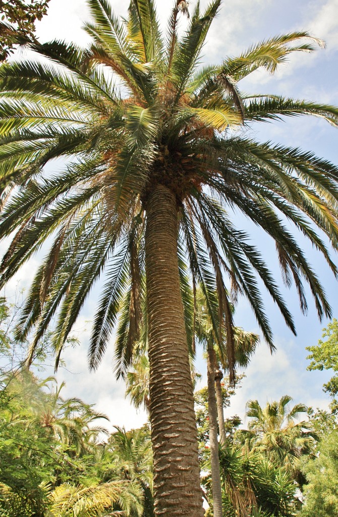 Foto: Jardin botanico - Puerto de la Cruz (Santa Cruz de Tenerife), España