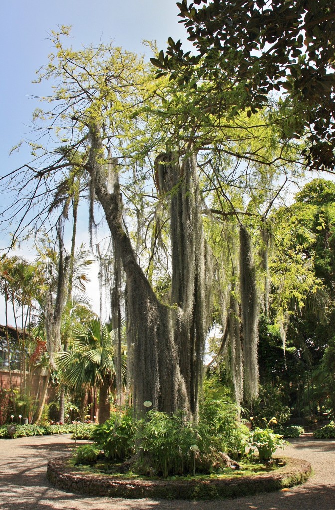 Foto: Jardin botanico - Puerto de la Cruz (Santa Cruz de Tenerife), España