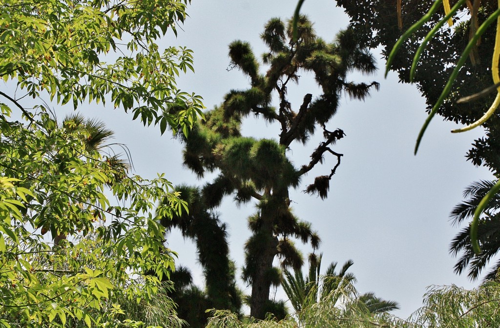 Foto: Jardin botanico - Puerto de la Cruz (Santa Cruz de Tenerife), España