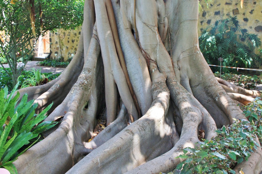 Foto: Jardin botanico - Puerto de la Cruz (Santa Cruz de Tenerife), España