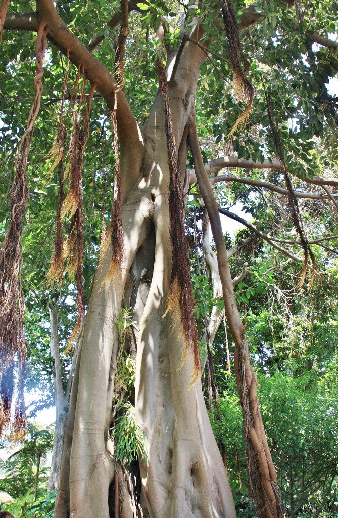 Foto: Jardin botanico - Puerto de la Cruz (Santa Cruz de Tenerife), España