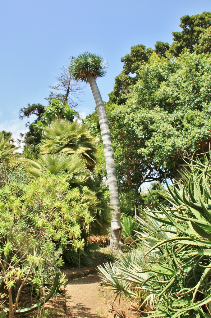 Foto: Jardin botanico - Puerto de la Cruz (Santa Cruz de Tenerife), España