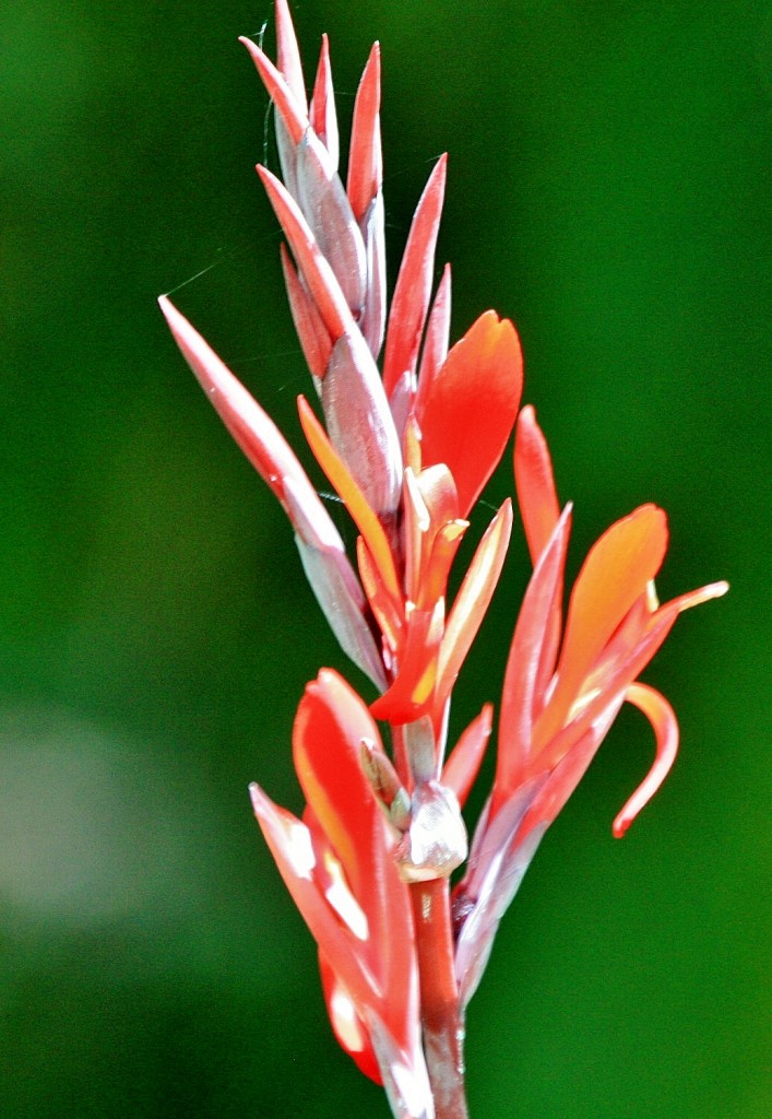 Foto: Jardin botanico - Puerto de la Cruz (Santa Cruz de Tenerife), España