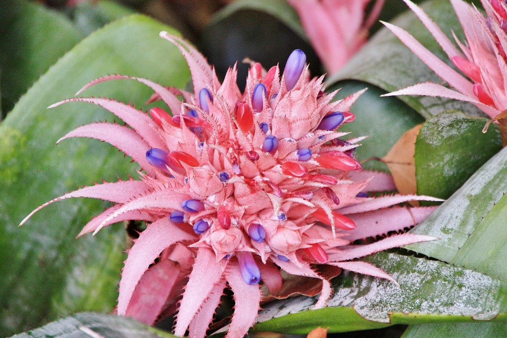 Foto: Jardin botanico - Puerto de la Cruz (Santa Cruz de Tenerife), España