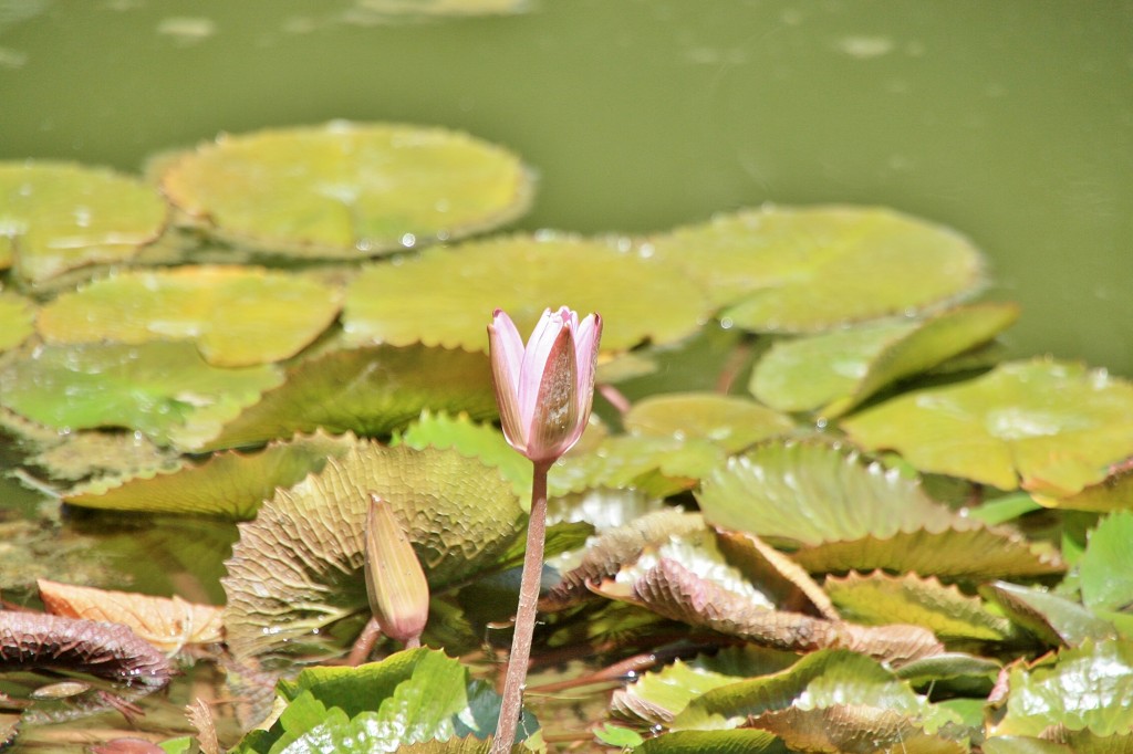 Foto: Jardin botanico - Puerto de la Cruz (Santa Cruz de Tenerife), España