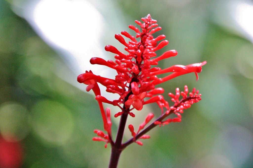 Foto: Jardin botanico - Puerto de la Cruz (Santa Cruz de Tenerife), España