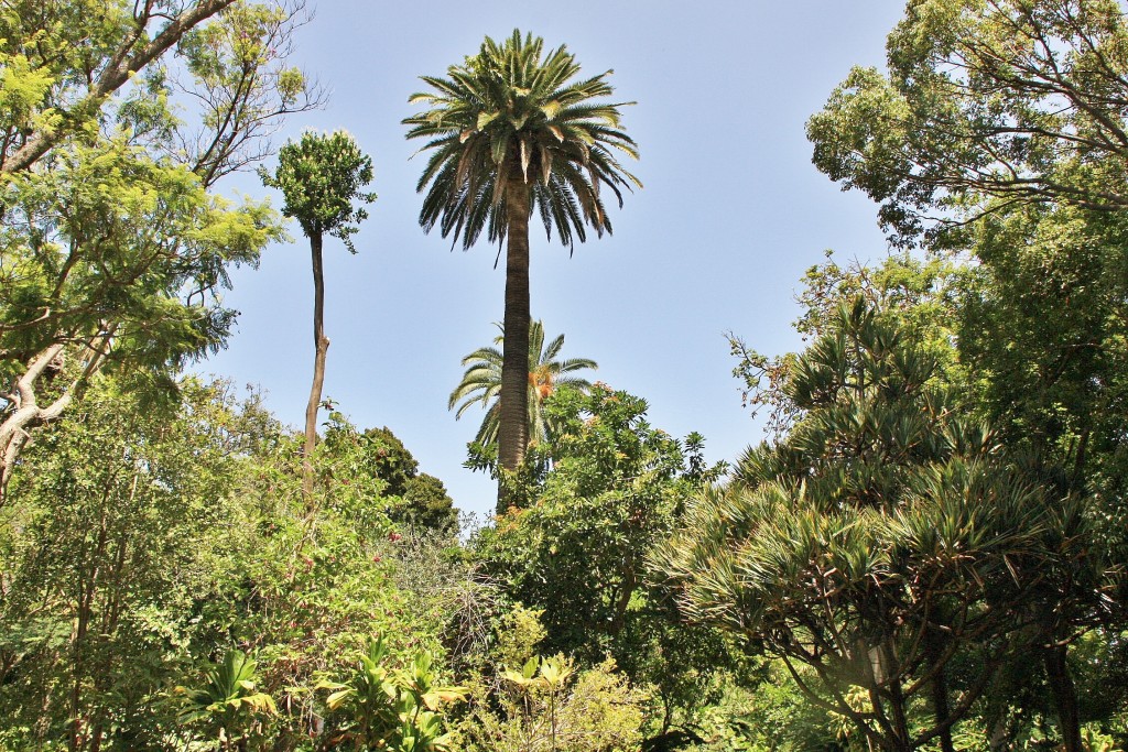 Foto: Jardin botanico - Puerto de la Cruz (Santa Cruz de Tenerife), España